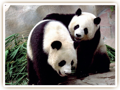 Chiang Mai Zoo